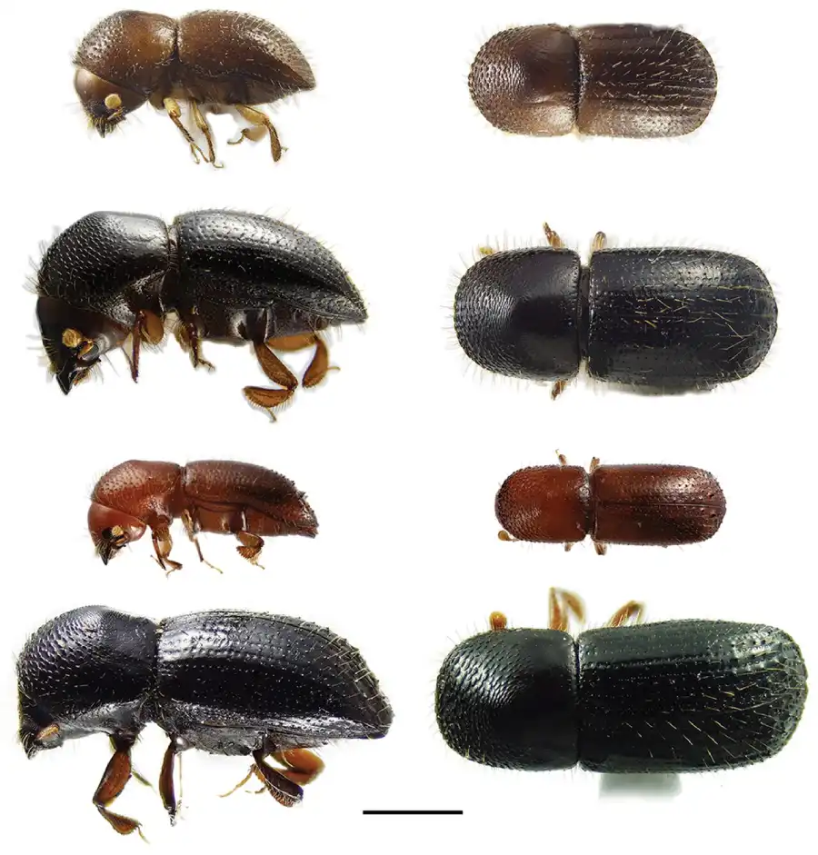 lateral and dorsal views of euwallacea species