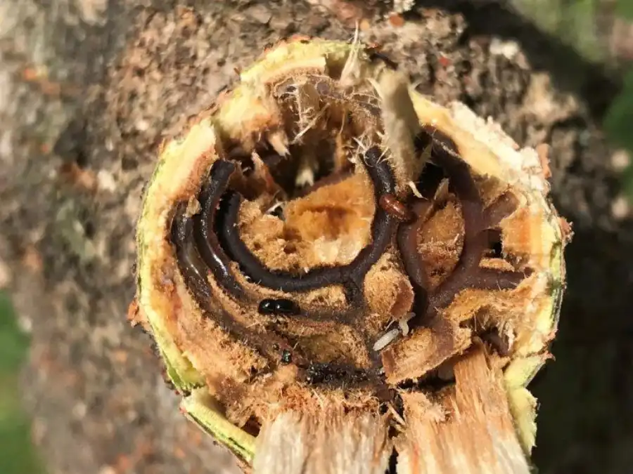 pshb ambriosia fungi relationship