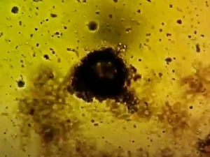 pshb ambriosia fungi relationship