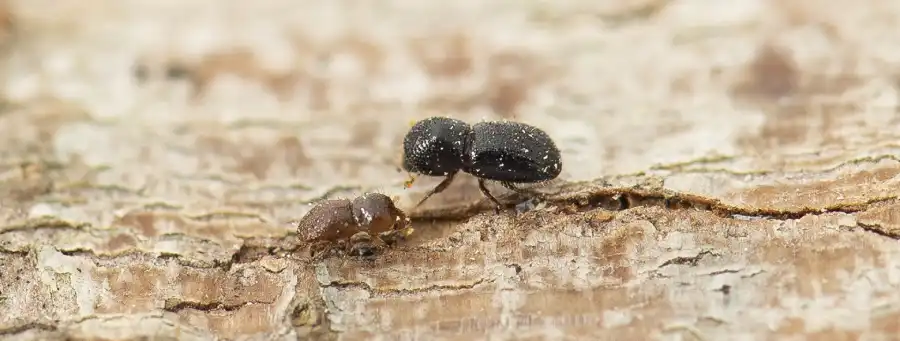 polyphagous shot-hole borer on a tree trunk