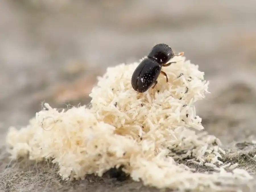 polyphagous shot-hole borer on a tree trunk