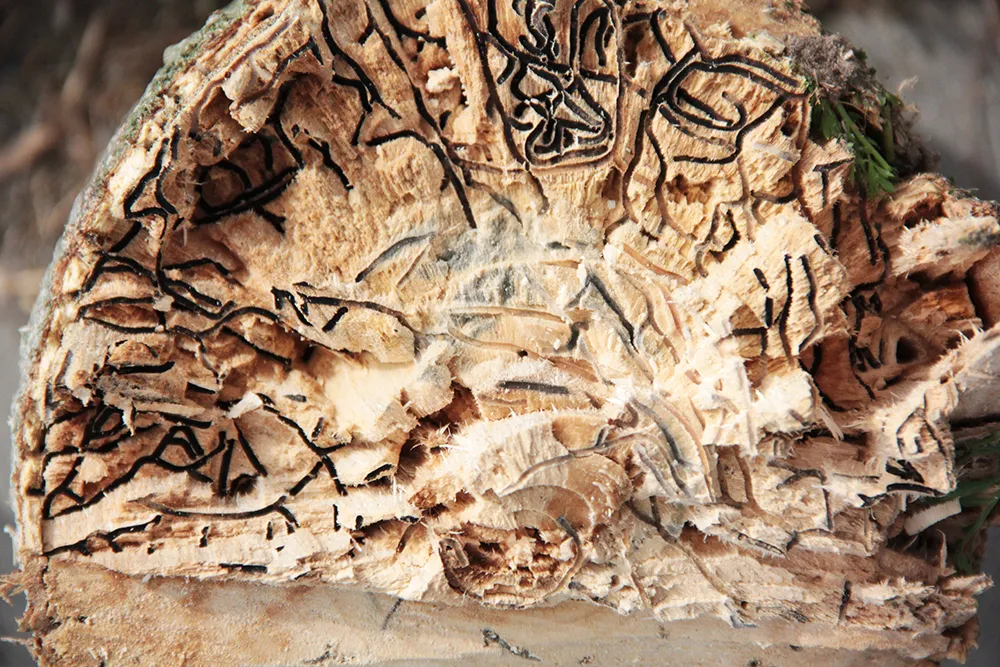 pshb shot hole borer infection sap from tree