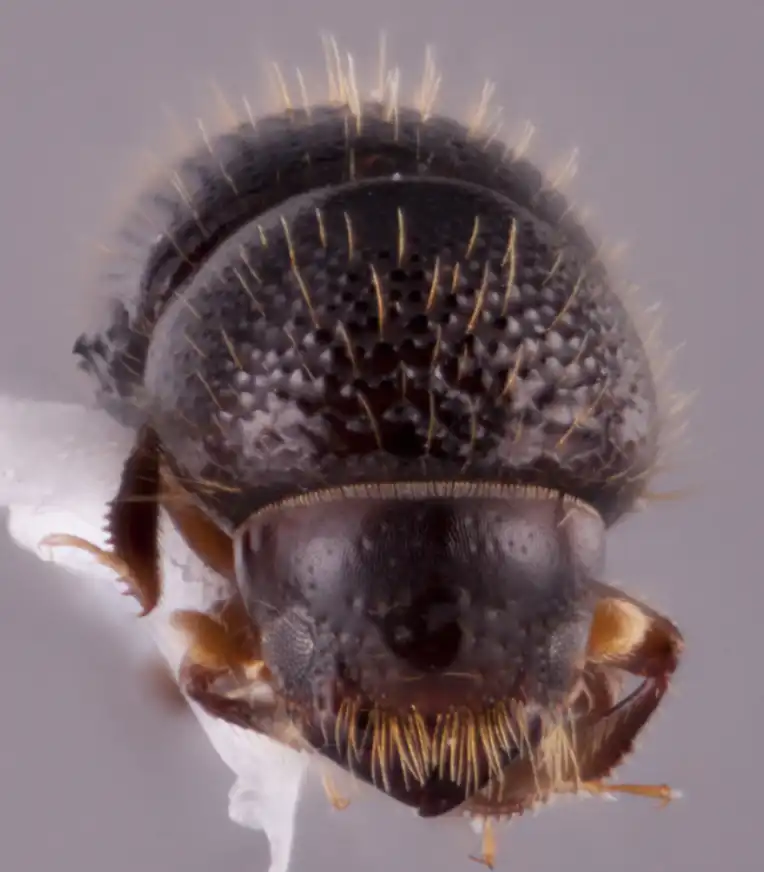 lateral and dorsal views of euwallacea species
