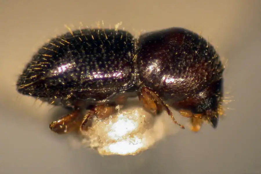 pshb wounds on tree from shot hole borer