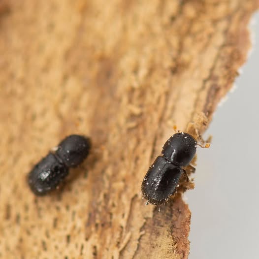 polyphagous shot-hole borer on a tree trunk