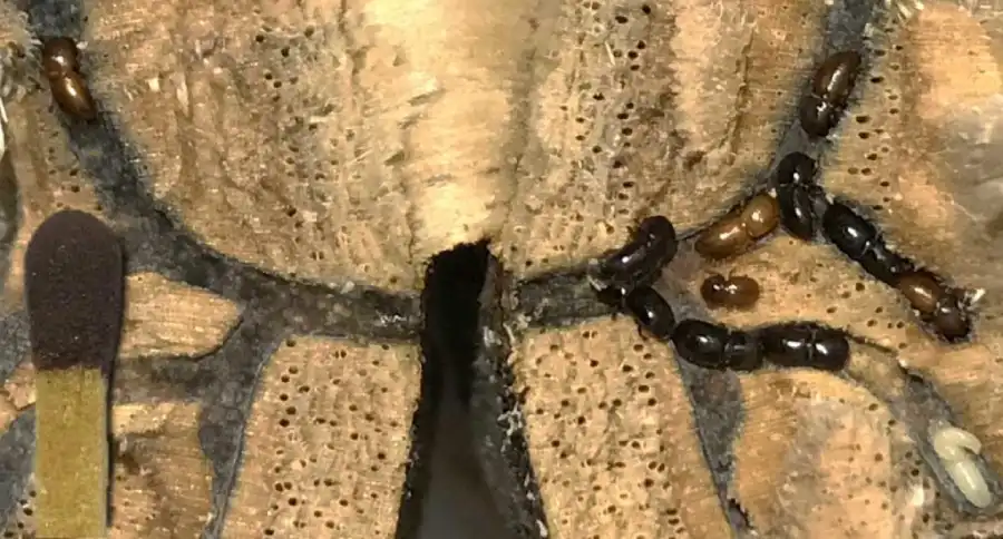 pshb wounds on tree from shot hole borer