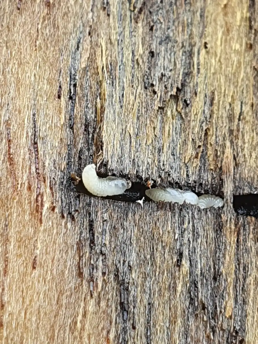 lateral and dorsal views of euwallacea species