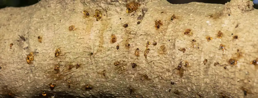 pshb shot hole borer infection sap from tree