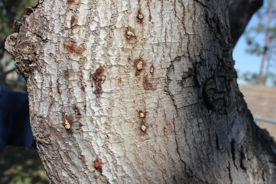 lateral and dorsal views of euwallacea species
