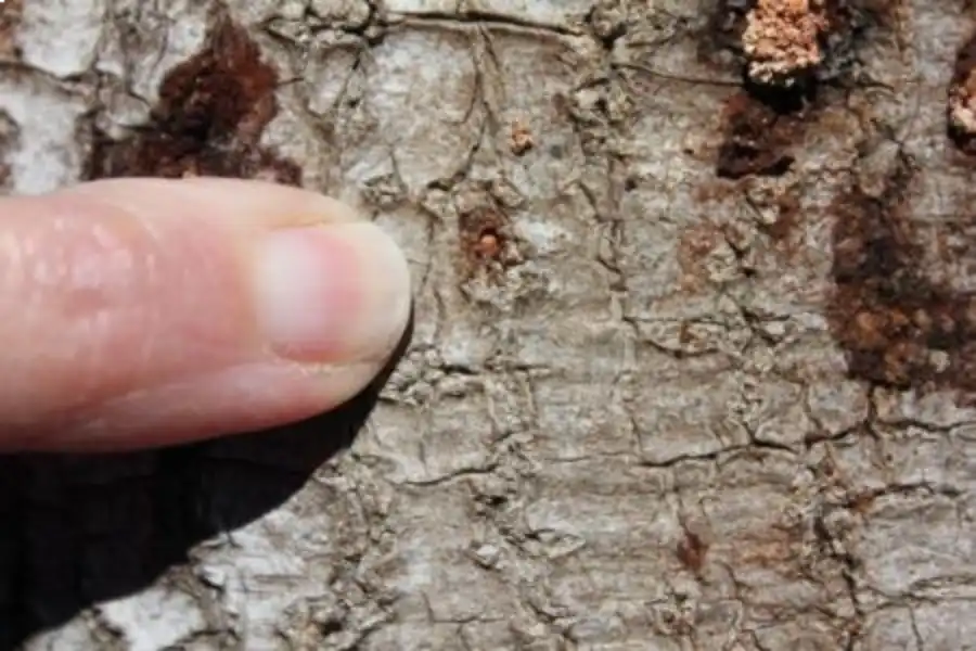 pshb wounds on tree from shot hole borer