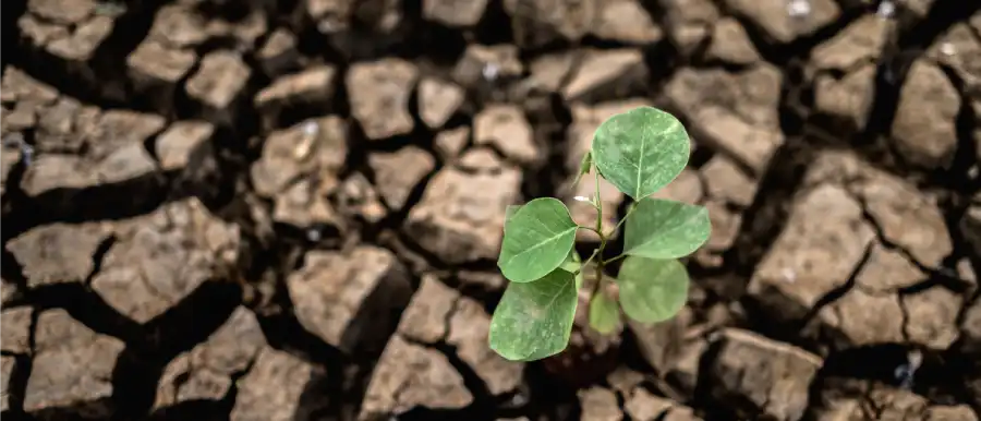 pshb wounds on tree from shot hole borer