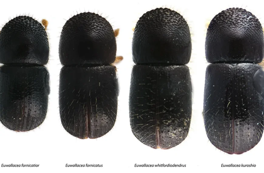 Beetle vs. Beetle Showdown: The Polyphagous Shot Hole Borer