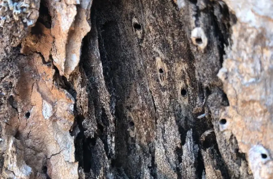 Meet the Fungal Mastermind: The Polyphagous Shot Hole Borer’s Secret Weapon