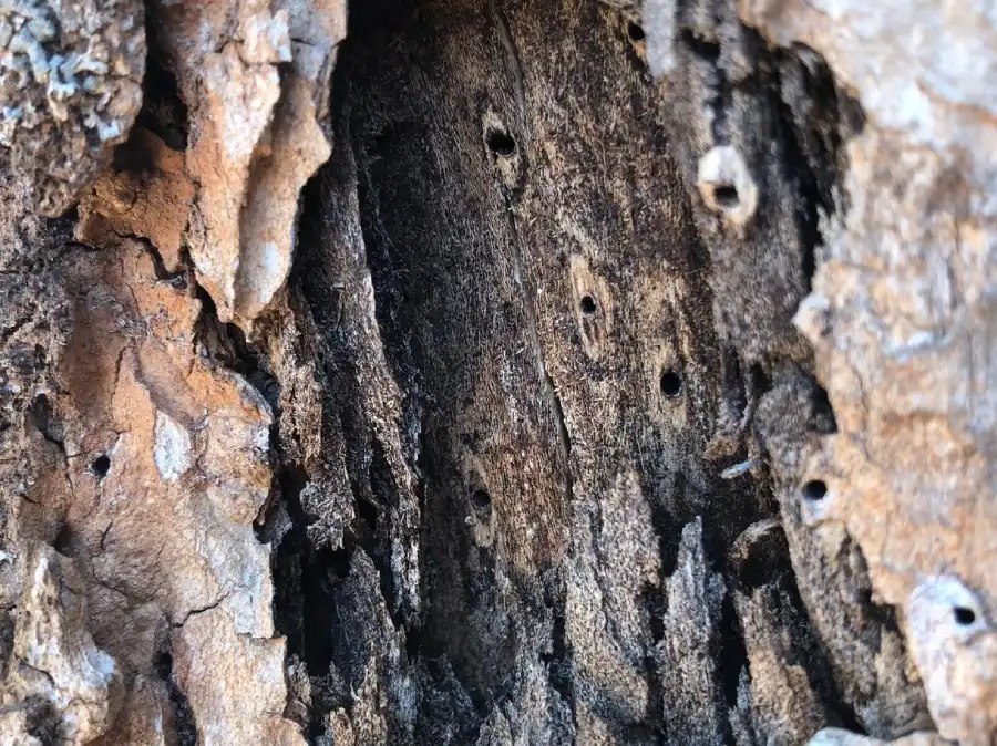 pshb ambriosia fungi relationship