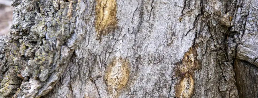 pshb wounds on tree from shot hole borer