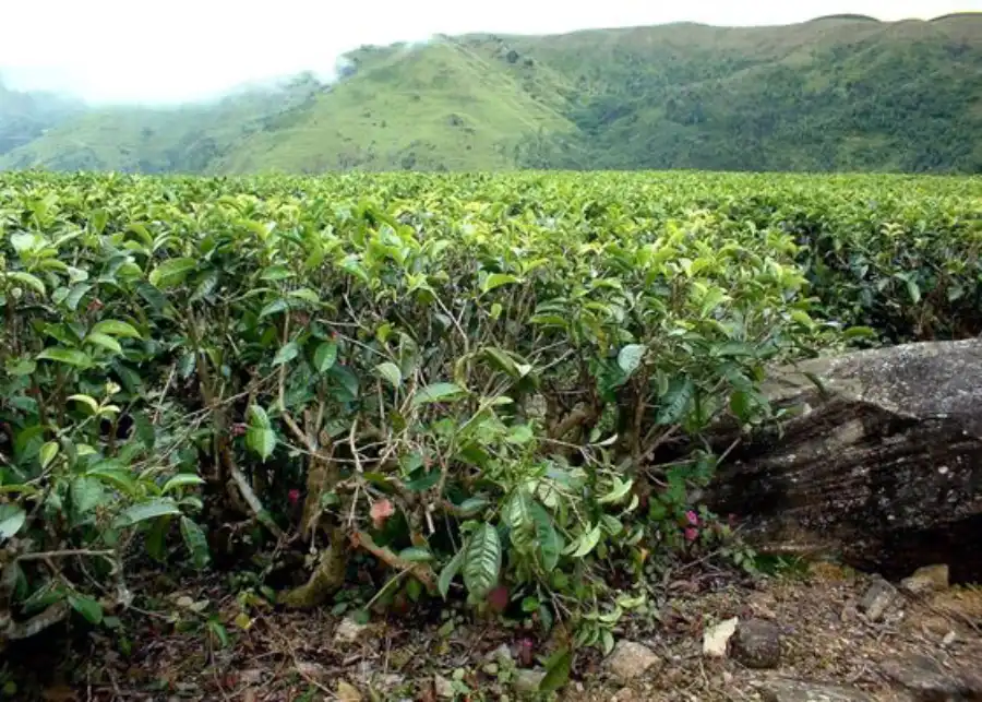 pshb wounds on tree from shot hole borer