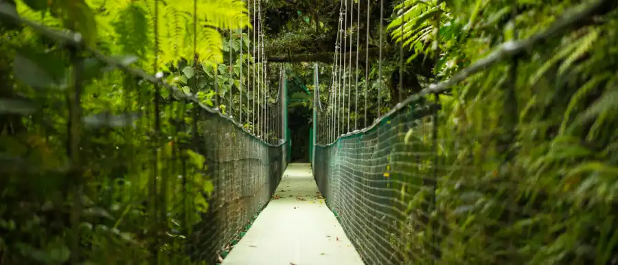 lateral and dorsal views of euwallacea species